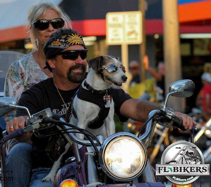 Everything You Need to Know About Riding with Your Dog